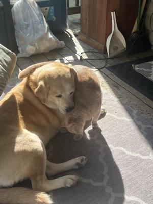 FANGAH, Siberian Husky / Labrador Retriever, adult, available for adoption