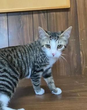 A tabby cat with white paws and chest standing on a wooden floor, looking directly at the camera.