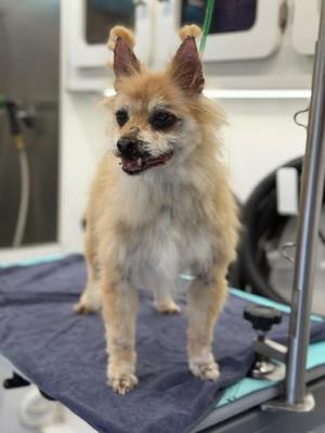 A small dog with fluffy fur standing on a blue towel on a grooming table.
