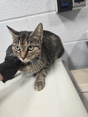 BEGONIA, adult, available for adoption