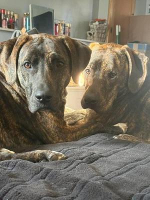 Two brindle-colored dogs resting together on a grey blanket.