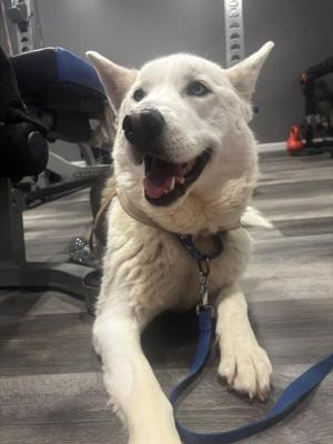 OSO, Siberian Husky, adult, available for adoption