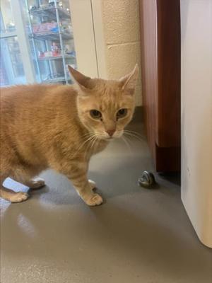 BUBBA, adult, available for adoption
