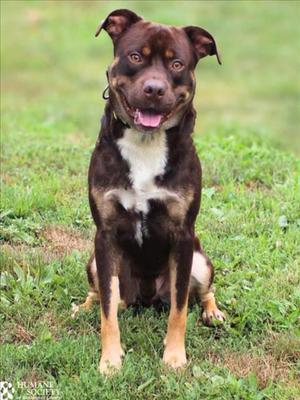 EMMETT, Pit Bull Terrier / Mixed Breed, young, available for adoption
