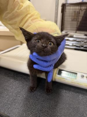 BELDAM, kitten, available for adoption