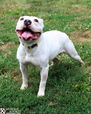 MARSHMALLOW, American Bulldog, adult, available for adoption