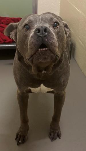 A gray pitbull-type dog standing and looking directly at the camera with its mouth slightly open.