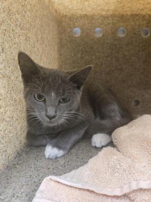 A gray cat with white paws is lying in a cat bed, looking directly at the camera.