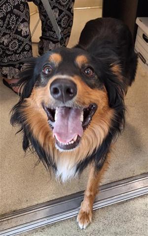 ARLINGTON, Australian Shepherd / Mixed Breed, young, available for adoption