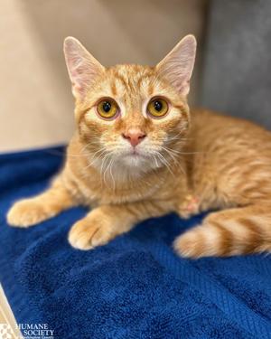 CALCITE, kitten, available for adoption