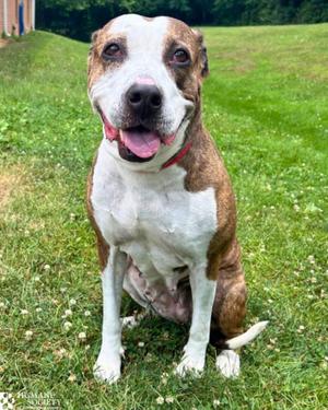 SELENA, Pit Bull Terrier / Mixed Breed, senior, available for adoption