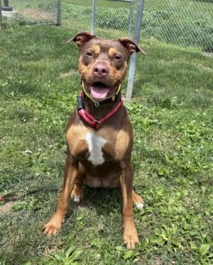 A brown and white dog sitting on grass, wearing a red collar, with its mouth open and tongue out.