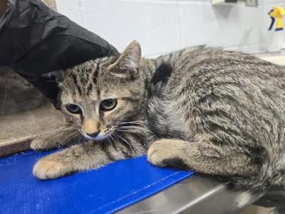 AYLEN, kitten, available for adoption