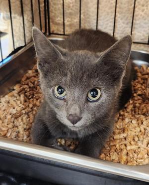 CHIRRUPS, kitten, available for adoption