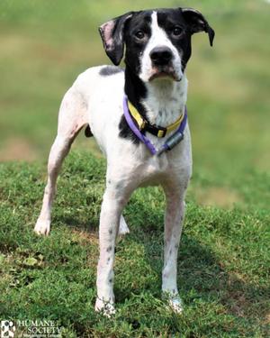 ENZO, Labrador Retriever / Pit Bull Terrier, adult, available for adoption