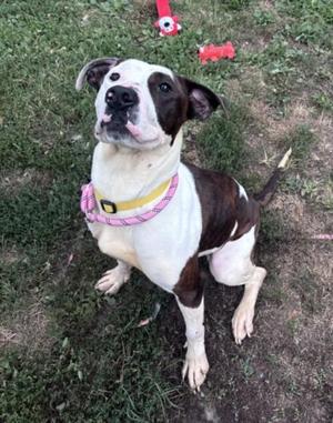 WINTER, Pit Bull Terrier, young, available for adoption
