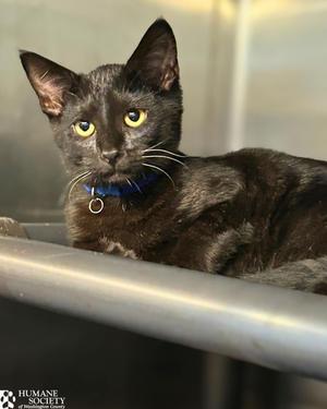 BOBINSKY, kitten, available for adoption