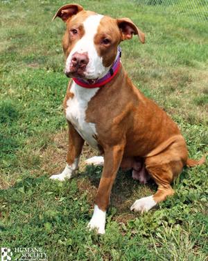 YAYA, Pit Bull Terrier, adult, available for adoption