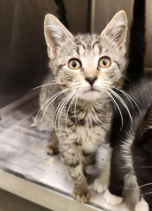 CHARLIE, kitten, available for adoption