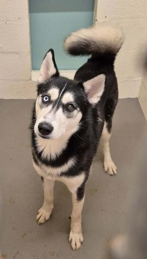 A black and white husky dog with blue eyes standing on a concrete floor, looking up at the camera.