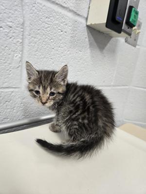 CANEHILL, kitten, available for adoption