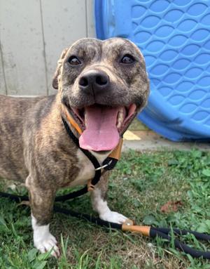 MILLER, Pit Bull Terrier, young, available for adoption