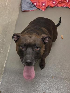 A black dog with a pink tongue sticking out, lying on a concrete floor.