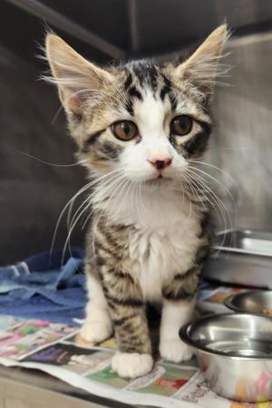 BRUNO, kitten, available for adoption