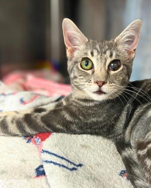 BRONTE, kitten, available for adoption