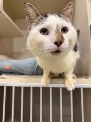ANGUS, senior, available for adoption