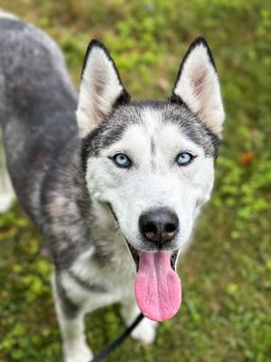 Kaylee, Siberian Husky Mix, adult, available for adoption