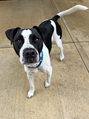 Brody, American Pit Bull Terrier Mix, adult, available for adoption