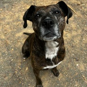 Maris, Plott Hound, adult, available for adoption