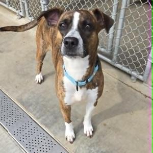 Kahlua, Boxer, adult, available for adoption