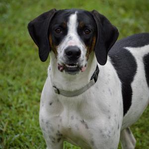 Jeff, Hound, adult, available for adoption
