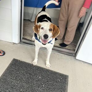 Arthur, Hound, adult, available for adoption