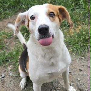 Arthur, Hound, adult, available for adoption