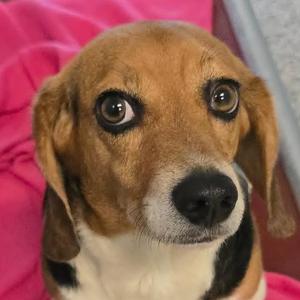 Marsha, Beagle, adult, available for adoption