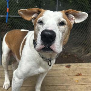 Austin, Pit Bull Terrier, senior, available for adoption