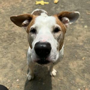 Austin, Pit Bull Terrier, senior, available for adoption