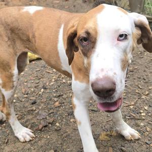 A brown and white dog with floppy ears and a pink tongue sticking out, standing on a dirt ground.