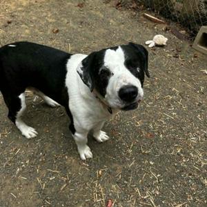 Bronk, Pit Bull Terrier, senior, available for adoption
