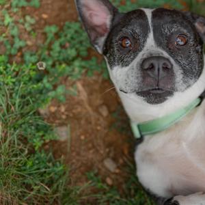 Cali, Chihuahua / Pit Bull Terrier, adult, available for adoption