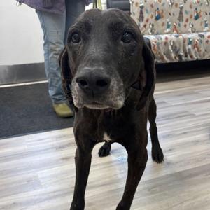 Solaber, Plott Hound, adult, available for adoption