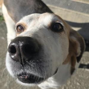 Close-up of a dog's face looking up