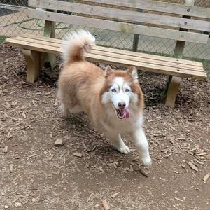 A fluffy, light brown and white dog with blue eyes is running towards the camera in a park. The dog has a bushy tail and its tongue is out. In the background, there is a wooden bench and a chain-link fence.