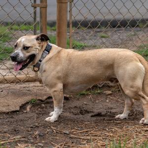 Paco, Chihuahua / Pit Bull Terrier, adult, available for adoption