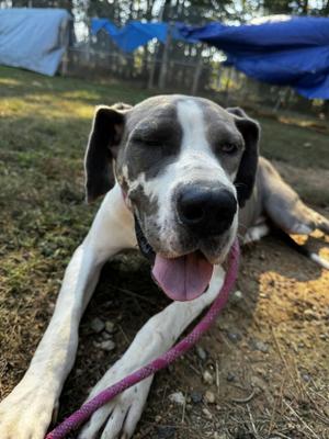 Feta, Great Dane, adult, available for adoption
