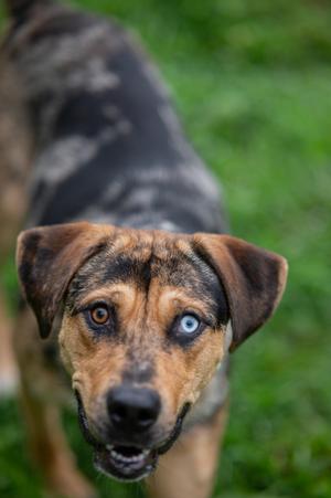 Griffin, Catahoula Leopard Dog, adult, available for adoption