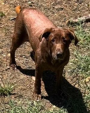 Honey, Labrador Retriever, senior, available for adoption